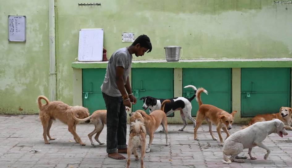 Hindistonda 350 dan ortiq daydi it oʻldirib ketildi